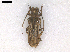  (Xylorhiza adusta - AR0003)  @11 [ ] CreativeCommons  Attribution Non-Commercial Share-Alike (2019) Carlos Lopez Vaamonde Institut National de la Recherche Agronomique, Zoologie Forestiere