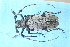  (Aristobia - AR0010)  @11 [ ] CreativeCommons  Attribution Non-Commercial Share-Alike (2019) Carlos Lopez Vaamonde Institut National de la Recherche Agronomique, Zoologie Forestiere