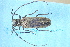  (Apriona germari - AR0014)  @11 [ ] CreativeCommons  Attribution Non-Commercial Share-Alike (2019) Carlos Lopez Vaamonde Institut National de la Recherche Agronomique, Zoologie Forestiere