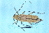  (Rosalia lateritia - AR0015)  @11 [ ] CreativeCommons  Attribution Non-Commercial Share-Alike (2019) Carlos Lopez Vaamonde Institut National de la Recherche Agronomique, Zoologie Forestiere