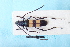  (Polyzonus - CLV7735)  @11 [ ] CreativeCommons  Attribution Non-Commercial Share-Alike (2019) Carlos Lopez Vaamonde Institut National de la Recherche Agronomique, Zoologie Forestiere