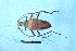  (Pachyta bicuneata - CLV7754)  @11 [ ] CreativeCommons  Attribution Non-Commercial Share-Alike (2019) Carlos Lopez Vaamonde Institut National de la Recherche Agronomique, Zoologie Forestiere