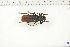  (Prinobius myardi atropos - BC-TB6315)  @13 [ ] Copyright (2010) Thierry Bouyer Unspecified