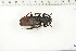 (Prinobius atropos - BC-TB6319)  @13 [ ] Copyright (2010) Thierry Bouyer Unspecified
