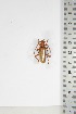  ( - BC-TB5053)  @11 [ ] Copyright (2010) Unspecified Research Collection of Thierry Bouyer