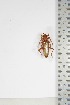  ( - BC-TB5057)  @11 [ ] Copyright (2010) Unspecified Research Collection of Thierry Bouyer