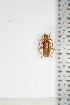  ( - BC-TB5058)  @11 [ ] Copyright (2010) Unspecified Research Collection of Thierry Bouyer