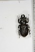  ( - BC-TB5129)  @11 [ ] Copyright (2010) Unspecified Research Collection of Thierry Bouyer