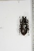  ( - BC-TB5134)  @11 [ ] Copyright (2010) Unspecified Research Collection of Thierry Bouyer