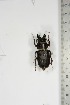  ( - BC-TB5137)  @11 [ ] Copyright (2010) Unspecified Research Collection of Thierry Bouyer