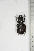  ( - BC-TB5138)  @11 [ ] Copyright (2010) Unspecified Research Collection of Thierry Bouyer