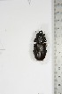  ( - BC-TB5141)  @11 [ ] Copyright (2010) Unspecified Research Collection of Thierry Bouyer
