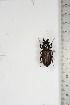  ( - BC-TB5142)  @11 [ ] Copyright (2010) Unspecified Research Collection of Thierry Bouyer