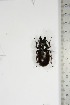  ( - BC-TB5143)  @11 [ ] Copyright (2010) Unspecified Research Collection of Thierry Bouyer