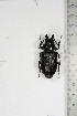  (Cantharocnemini - BC-TB5144)  @13 [ ] Copyright (2010) Unspecified Research Collection of Thierry Bouyer