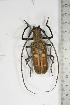  (Batocera wyllei - BC-TB5147)  @13 [ ] Copyright (2010) Unspecified Research Collection of Thierry Bouyer