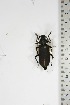  ( - BC-TB5171)  @11 [ ] Copyright (2010) Unspecified Research Collection of Thierry Bouyer