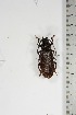  ( - BC-TB5185)  @11 [ ] Copyright (2010) Unspecified Research Collection of Thierry Bouyer