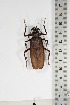  ( - BC-TB5219)  @14 [ ] Copyright (2010) Unspecified Research Collection of Thierry Bouyer