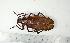  (Macrotoma serripes - BC-TB0664)  @13 [ ] Copyright (2010) Unspecified Research Collection of Thierry Bouyer