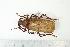  (Erioderus pallens - BC-TB0698)  @11 [ ] Copyright (2010) Unspecified Research Collection of Thierry Bouyer