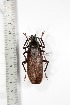  ( - BC-TB3306)  @11 [ ] Copyright (2010) Unspecified Research Collection of Thierry Bouyer
