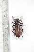  ( - BC-TB3307)  @11 [ ] Copyright (2010) Unspecified Research Collection of Thierry Bouyer