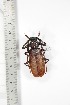  ( - BC-TB3310)  @11 [ ] Copyright (2010) Unspecified Research Collection of Thierry Bouyer