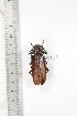  ( - BC-TB3311)  @11 [ ] Copyright (2010) Unspecified Research Collection of Thierry Bouyer