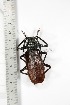  (Macrotoma sp - BC-TB3312)  @11 [ ] Copyright (2010) Unspecified Research Collection of Thierry Bouyer