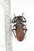  ( - BC-TB3315)  @11 [ ] Copyright (2010) Unspecified Research Collection of Thierry Bouyer