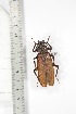  ( - BC-TB3322)  @11 [ ] Copyright (2010) Unspecified Research Collection of Thierry Bouyer