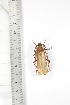  ( - BC-TB3332)  @11 [ ] Copyright (2010) Unspecified Research Collection of Thierry Bouyer