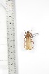  ( - BC-TB3338)  @11 [ ] Copyright (2010) Unspecified Research Collection of Thierry Bouyer