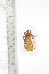  ( - BCTB3355)  @11 [ ] Copyright (2010) Unspecified Research Collection of Thierry Bouyer