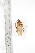  ( - BCTB3356)  @11 [ ] Copyright (2010) Unspecified Research Collection of Thierry Bouyer