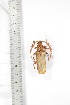  ( - BCTB3357)  @11 [ ] Copyright (2010) Unspecified Research Collection of Thierry Bouyer