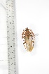  ( - BCTB3361)  @11 [ ] Copyright (2010) Unspecified Research Collection of Thierry Bouyer