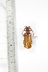  (Neoclosterus sp - BCTB3370)  @11 [ ] Copyright (2010) Unspecified Research Collection of Thierry Bouyer