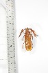  ( - BCTB3373)  @11 [ ] Copyright (2010) Unspecified Research Collection of Thierry Bouyer