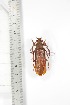  ( - BCTB3374)  @11 [ ] Copyright (2010) Unspecified Research Collection of Thierry Bouyer