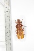  ( - BCTB3376)  @11 [ ] Copyright (2010) Unspecified Research Collection of Thierry Bouyer