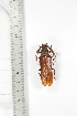  ( - BCTB3377)  @11 [ ] Copyright (2010) Unspecified Research Collection of Thierry Bouyer