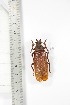  ( - BCTB3378)  @11 [ ] Copyright (2010) Unspecified Research Collection of Thierry Bouyer