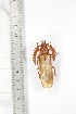  ( - BCTB3381)  @11 [ ] Copyright (2010) Unspecified Research Collection of Thierry Bouyer