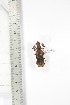  ( - BCTB3412)  @11 [ ] Copyright (2010) Unspecified Research Collection of Thierry Bouyer