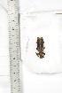  ( - BCTB3414)  @11 [ ] Copyright (2010) Unspecified Research Collection of Thierry Bouyer