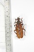  ( - BCTB3427)  @11 [ ] Copyright (2010) Unspecified Research Collection of Thierry Bouyer