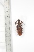  ( - BCTB3428)  @11 [ ] Copyright (2010) Unspecified Research Collection of Thierry Bouyer