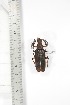  ( - BCTB3430)  @11 [ ] Copyright (2010) Unspecified Research Collection of Thierry Bouyer